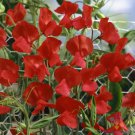 50 Seeds Royal Scarlet Sweet Pea Seeds For Garden Planting Easy to Grow