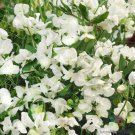 50 Seeds Royal White Sweet Pea Seeds For Garden Planting Easy to Grow