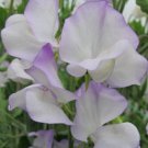 50 Seeds Albutt Blue Sweet Pea Seeds For Garden Planting Easy to Grow