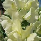 50 Seeds Cathy Sweet Pea Seeds For Garden Planting Easy to Grow