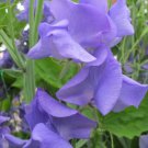 50 Seeds Darling Claire Sweet Pea Seeds For Garden Planting Easy to Grow