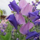 50 Seeds Erewhon Sweet Pea Seeds For Garden Planting Easy to Grow
