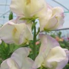 50 Seeds High Scent Sweet Pea Seeds For Garden Planting Easy to Grow