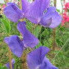 50 Seeds Tommy Sweet Pea Seeds For Garden Planting Easy to Grow