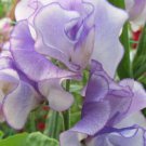50 Seeds Minuet Blue Semidwarf Sweet Pea Seeds For Garden Easy to Grow