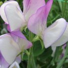 50 Seeds Pansy Lavender Flh Semidwarf Sweet Pea Seeds For Garden Easy to Grow