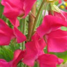 50 Seeds San Jose Semidwarf Sweet Pea Seeds For Garden Easy to Grow