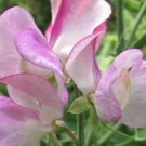 50 Seeds Solway Charm Semidwarf Sweet Pea Seeds For Garden Easy to Grow