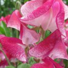 50 Seeds Solway Classic Semidwarf Sweet Pea Seeds For Garden Easy to Grow