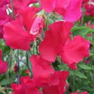 50 Seeds Solway Fanfare Semidwarf Sweet Pea Seeds For Garden Easy to Grow