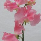 50 Seeds Alan Titchmarsh Sweet Pea Seeds For Garden Planting Easy to Grow