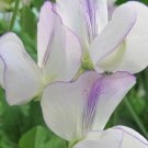 50 Seeds Solway Minstrel Semidwarf Sweet Pea Seeds For Garden Easy to Grow