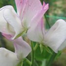 50 Seeds Solway Minuet Semidwarf Sweet Pea Seeds For Garden Easy to Grow