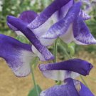 50 Seeds Solway Sapphire Semidwarf Sweet Pea Seeds For Garden Easy to Grow