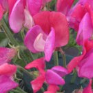 50 Seeds Solway Serenade Semidwarf Sweet Pea Seeds For Garden Easy to Grow