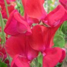 50 Seeds Solway Splendour Semidwarf Sweet Pea Seeds For Garden Easy to Grow
