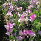 50 Seeds Teresa Maureen Semidwarf Sweet Pea Seeds For Garden Easy to Grow