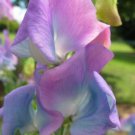 50 Seeds Turquoise Turquoise Lagoon Semidwarf Sweet Pea Seeds Easy to Grow