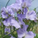 50 Seeds Alison Louise Sweet Pea Seeds For Garden Planting Easy to Grow