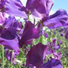 50 Seeds Andrea Robertson Sweet Pea Seeds For Garden Planting Easy to Grow