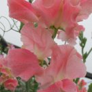 50 Seeds Anne Barron Sweet Pea Seeds For Garden Planting Easy to Grow