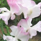 50 Seeds Anniversary Sweet Pea Seeds For Garden Planting Easy to Grow