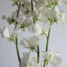 50 Seeds Aphrodite Sweet Pea Seeds For Garden Planting Easy to Grow