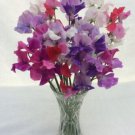 50 Seeds Bicolour Mixture Sweet Pea Seeds For Garden Planting Easy to Grow