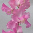 50 Seeds Bills Choice Sweet Pea Seeds For Garden Planting Easy to Grow