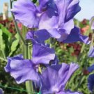 50 Seeds Blue Danube Sweet Pea Seeds For Garden Planting Easy to Grow