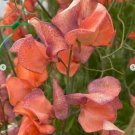 50 Seeds Blue Vein Sweet Pea Seeds For Garden Planting Easy to Grow