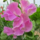 50 Seeds Bobby Chisholm Sweet Pea Seeds For Garden Planting Easy to Grow