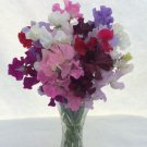 50 Seeds Bouquet Mixture Sweet Pea Seeds For Garden Planting Easy to Grow
