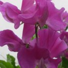 50 Seeds Bridget Mcaleer Sweet Pea Seeds For Garden Planting Easy to Grow