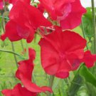 50 Seeds Buccaneer Sweet Pea Seeds For Garden Planting Easy to Grow