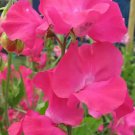50 Seeds Carlotta Sweet Pea Seeds For Garden Planting Easy to Grow