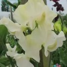 50 Seeds Castle Of Mey Sweet Pea Seeds For Garden Planting Easy to Grow