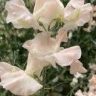 50 Seeds Castlewellan Sweet Pea Seeds For Garden Planting Easy to Grow