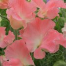 50 Seeds Charles Unwin Sweet Pea Seeds For Garden Planting Easy to Grow