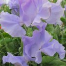 50 Seeds Charlies Angel Sweet Pea Seeds For Garden Planting Easy to Grow