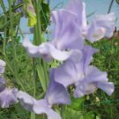50 Seeds Chatsworth Sweet Pea Seeds For Garden Planting Easy to Grow