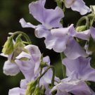 50 Seeds Chelsea Centenary Sweet Pea Seeds For Garden Planting Easy to Grow