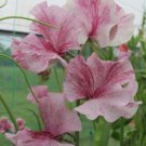 50 Seeds Chocolate Flake Sweet Pea Seeds For Garden Planting Easy to Grow