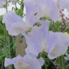 50 Seeds Cilla Sweet Pea Seeds For Garden Planting Easy to Grow