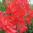 50 Seeds Coquette Sweet Pea Seeds For Garden Planting Easy to Grow