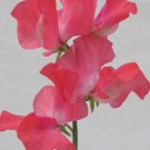 50 Seeds Daily Mail Sweet Pea Seeds For Garden Planting Easy to Grow