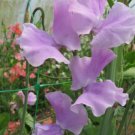 50 Seeds Daphne Sweet Pea Seeds For Garden Planting Easy to Grow