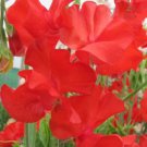 50 Seeds Dave Thomas Sweet Pea Seeds For Garden Planting Easy to Grow