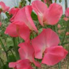 50 Seeds Dream Girl Sweet Pea Seeds For Garden Planting Easy to Grow