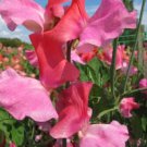 50 Seeds Duo Salmon Sweet Pea Seeds For Garden Planting Easy to Grow